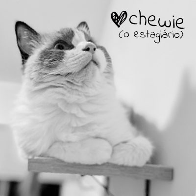 Chewie, o gato da Raiany